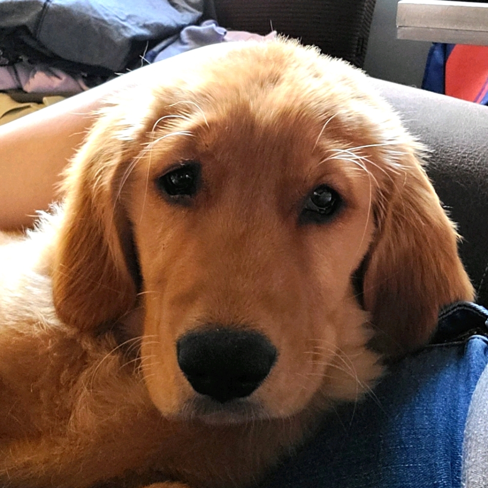 Meet your Posher, Scarlet